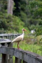 white ibis bird