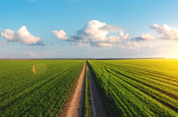 Dirt road on a large green wheat field. Beautiful clouds over agricultural land