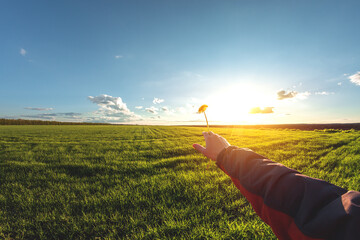 Yellow flower in hand on the background of a wheat field