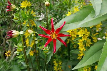 Flowers in Claude Monet's garden in Giverny, France.