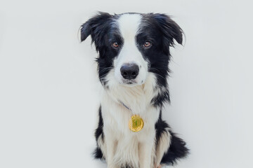 Puppy dog border collie wearing winner or champion gold trophy medal isolated on white background. Winner champion funny dog. Victory first place of competition. Winning or success concept.