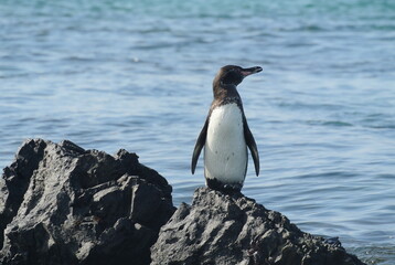 Naklejka premium Galapagos