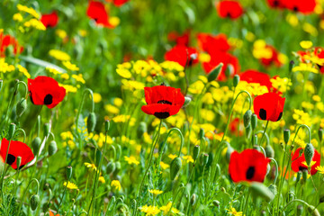 Red poppies field in springtime landscape, nature