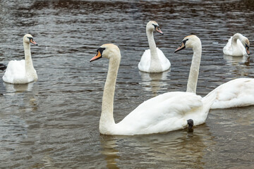 White swans swim in the reservoir of the reserve