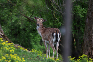 Naklejka na ściany i meble A deer in the forest looks at the camera