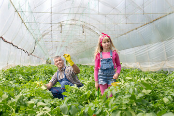 Greenhouse worker and his small daughter taking care of potatoes