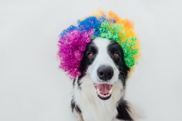 Cute puppy dog with funny face border collie wearing colorful curly clown wig isolated on white background. Funny dog portrait in clown costume in carnival or halloween party. Pet dog in circus.