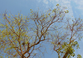 Beautiful autumn tree branch background with clear blue sky and some green leaves. Bright, sunny day, tree branches