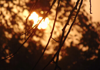 Silhouetted tree branches close-up at sunset in the springtime. tree branches without leaves and silhouetted dark blurry sunset