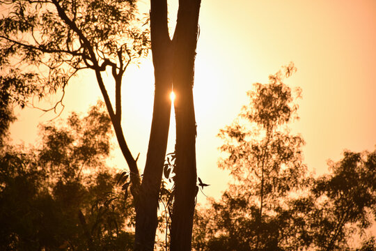 Sunlight leaking from two tree branches. Tree branches are kissing in the sunset. Wallpaper, Tree branches silhouette, Tree closeup in the sunset © Rupan