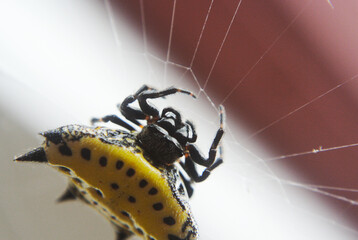 Araña Panadera