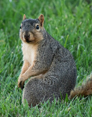 squirrel on the grass