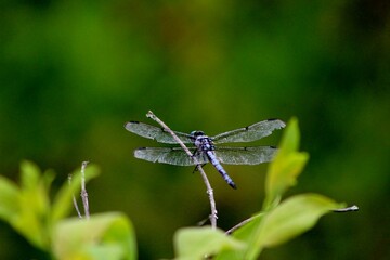 blue dragonfly on a twig