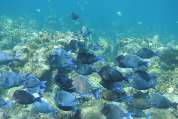 Galapagos