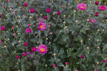 little red chrysanthemums in the garden close up. flowers on a background of dark green leaves
