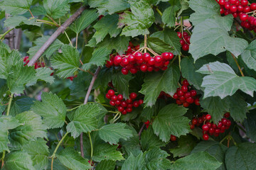 red viburnum hanging on a branch in the garden. juicy berries among green leaves