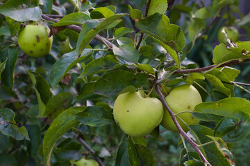ripe apples hanging on a branch in the garden. juicy fruit among green leaves