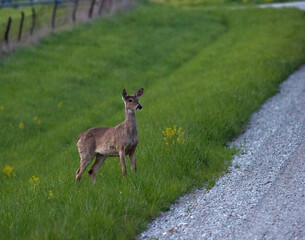 Deer Crossing gravel road 