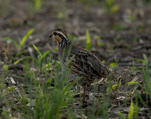 Female Quail in the Field