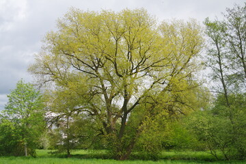 Fototapeta na wymiar Baum auf Wiese