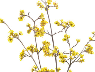 A branch of yellow dogwood.