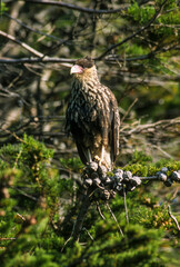 Caracara huppé,.Caracara plancus , Crested Caracara