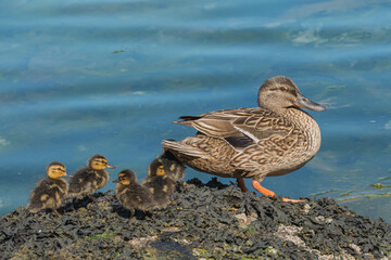 mother mallard caring for ducklings outdoors Anas platyrhynchos