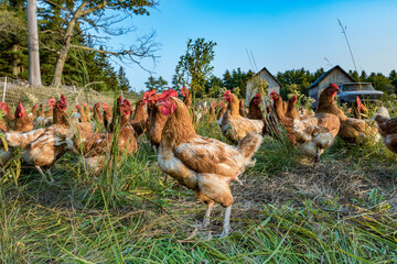 chicken at a green meadow