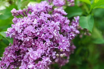 Fototapeta na wymiar persian lilac flowers. Beautiful spring background of flowering lilac. Selective soft focus, shallow depth of field. white lilac
