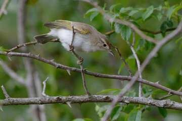 Western Bonelli's Warbler (Phylloscopus bonelli) resting on a branch