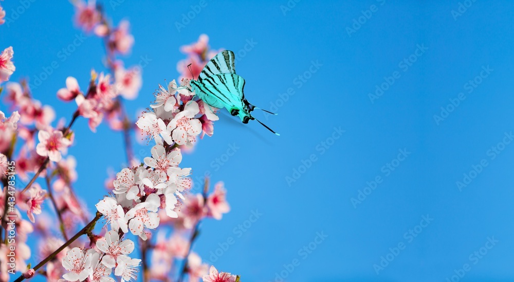 Sticker Butterfly.