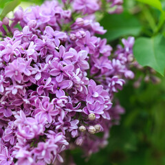 persian lilac flowers. Beautiful spring background of flowering lilac. Selective soft focus, shallow depth of field. white lilac