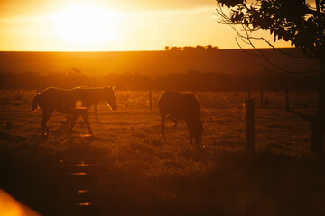 sunset on horses
