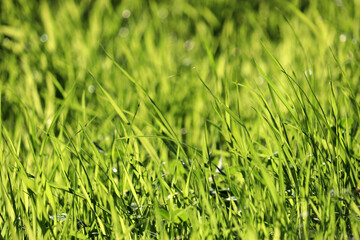 Green grass with water drops in sunlight, selective focus, blurred background. Fresh spring nature, dew on sunny meadow