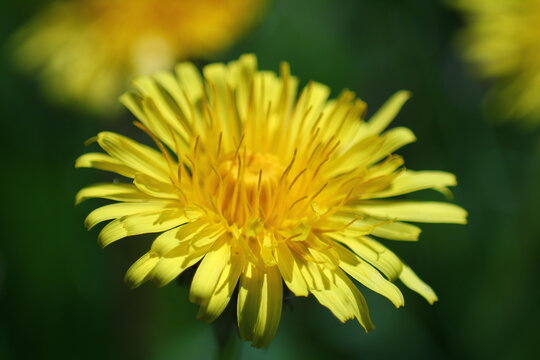 Butterblume Löwenzahn