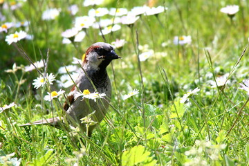 Spatz auf Wiese