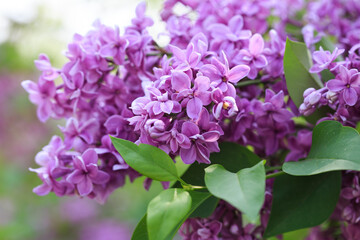 Naklejka na ściany i meble persian lilac flowers. Beautiful spring background of flowering lilac. Selective soft focus, shallow depth of field. white lilac