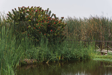 Pond surrounded by vegetation in Pantanos de Villa Chorrillos Lima Peru