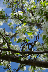 Fototapeta premium White Tree Blossoms in the Spring