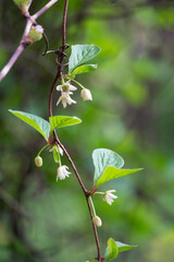 Blooming medicinal lemongrass. Schisandra chinensis.