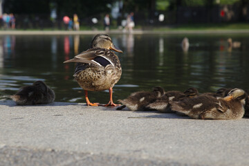Mallard Duck Family - 434784103
