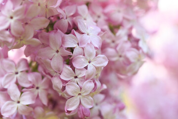 Lilac flowers. Beautiful spring background of flowering lilac. Selective soft focus, shallow depth of field. pink lilac