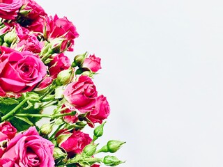 Bouquet of red roses on a white background. Close-up. Copy space.