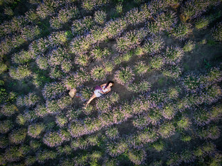 Young slim fair-skinned girl brunette beautiful lies in lavender field. Top view.