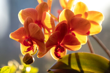 A flower and an unblown orange orchid bud against a background of green leaves in bright sunlight. Close-up with blurred background.