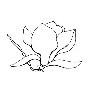recommend clip art: Magnolia flower, magnolia tree branch. Vector image, black line