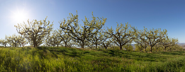 apple tree plantation under clear blue sky