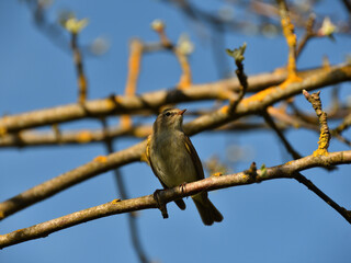 Close-up of a May nightingale on a twig of a spring apple tree under a blue sky on a sunny evening.