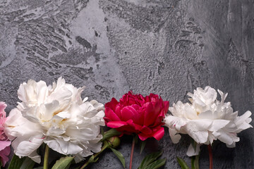 Paionies flowers isolated on grey background. Space for text.