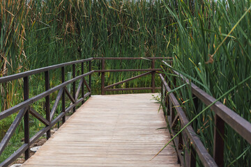 Wooden path among totora plants in Pantanos de Villa  in Pantanos de Villa Chorrillos Lima Peru
